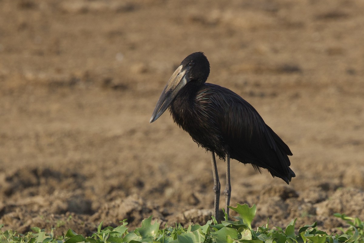 African Openbill - ML640700406