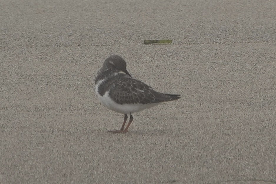 Ruddy Turnstone - ML640700426