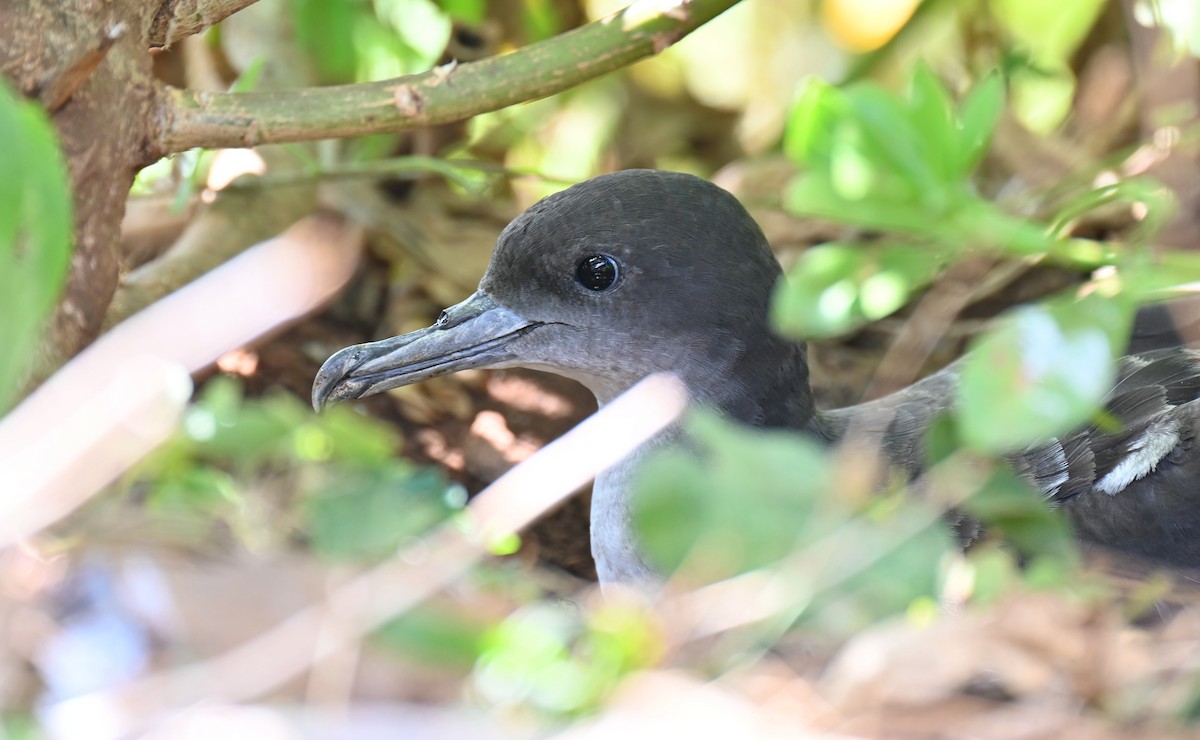 Wedge-tailed Shearwater - ML640700599