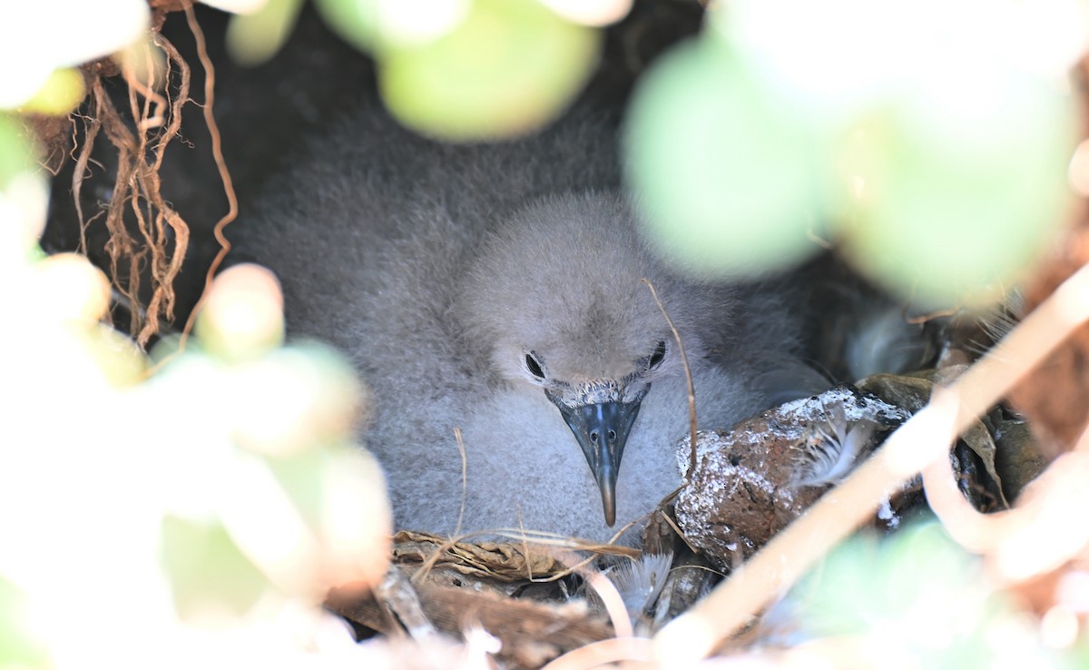 Wedge-tailed Shearwater - ML640700600