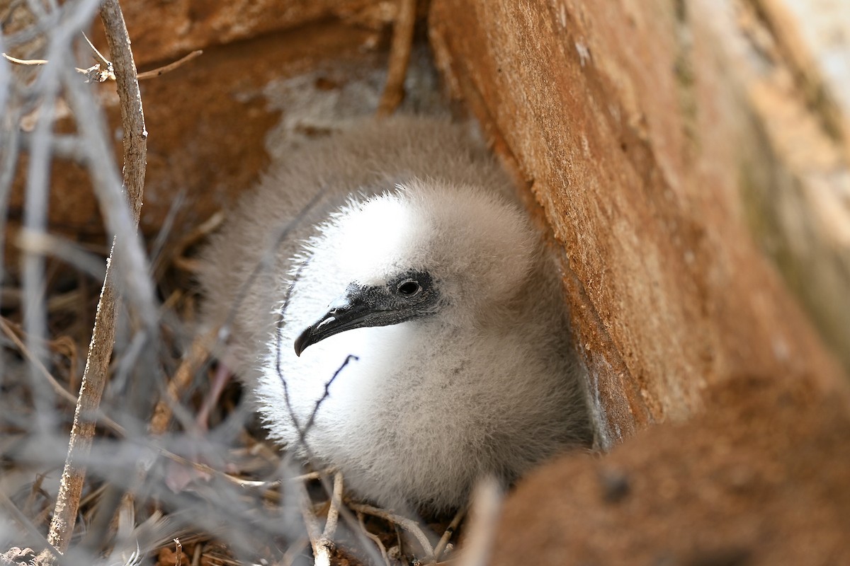 Wedge-tailed Shearwater - ML640700601