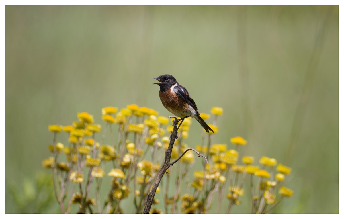 African Stonechat - ML640700639