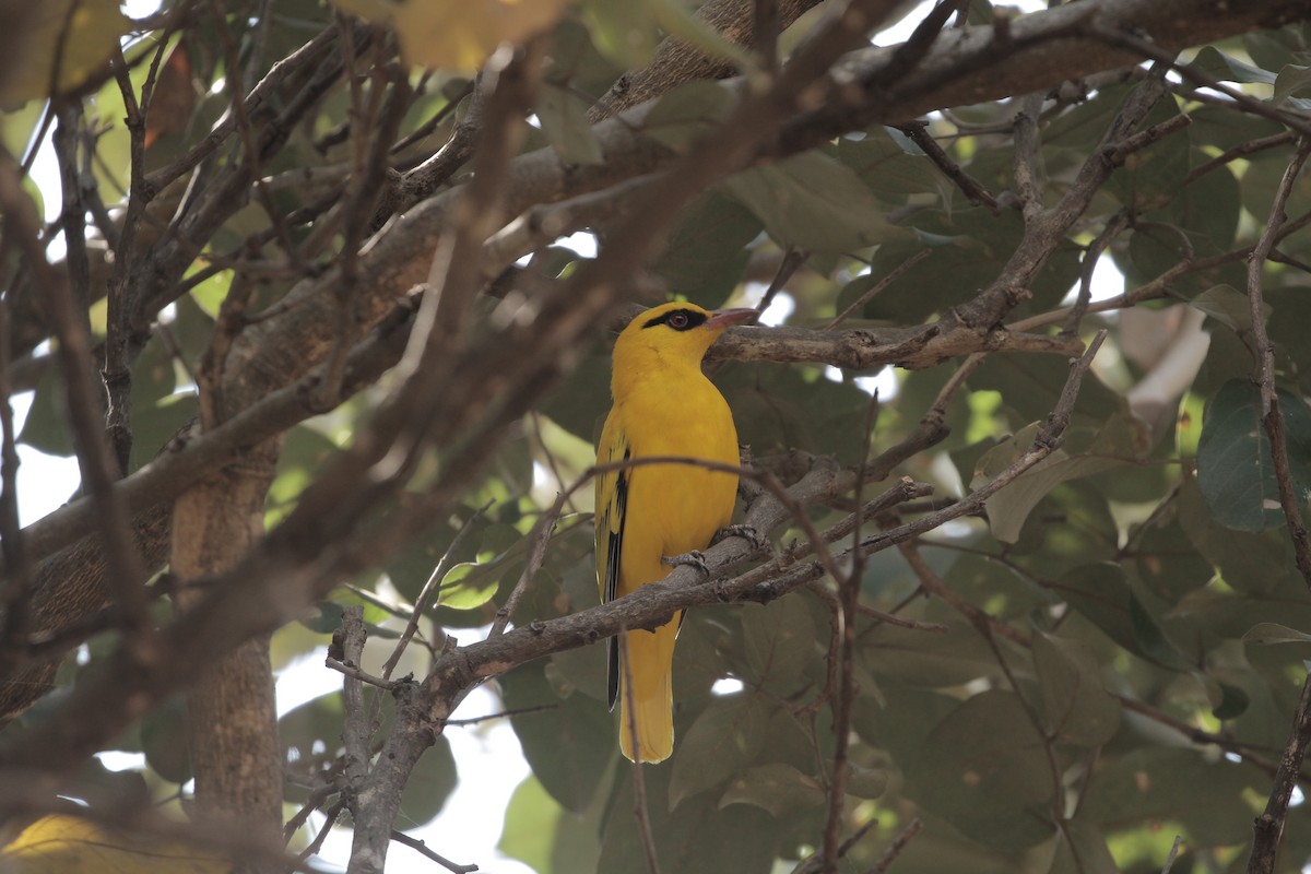 African Golden Oriole - ML640700641