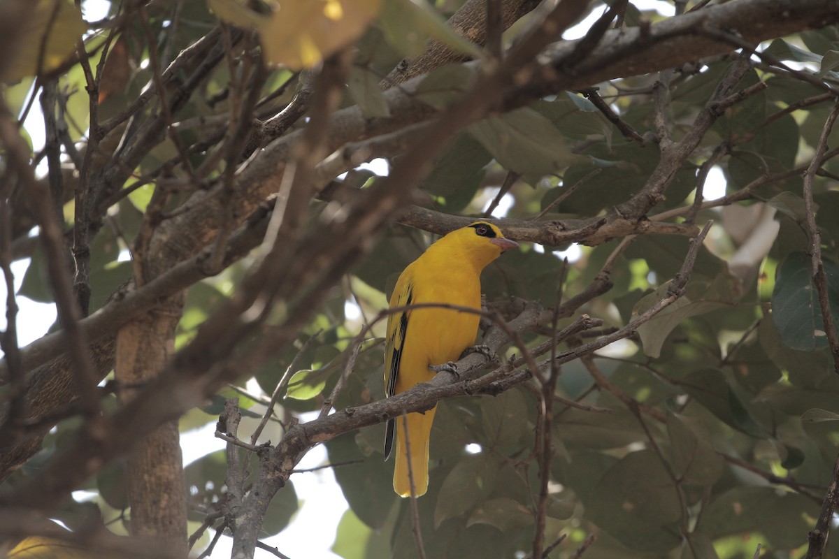 African Golden Oriole - ML640700673