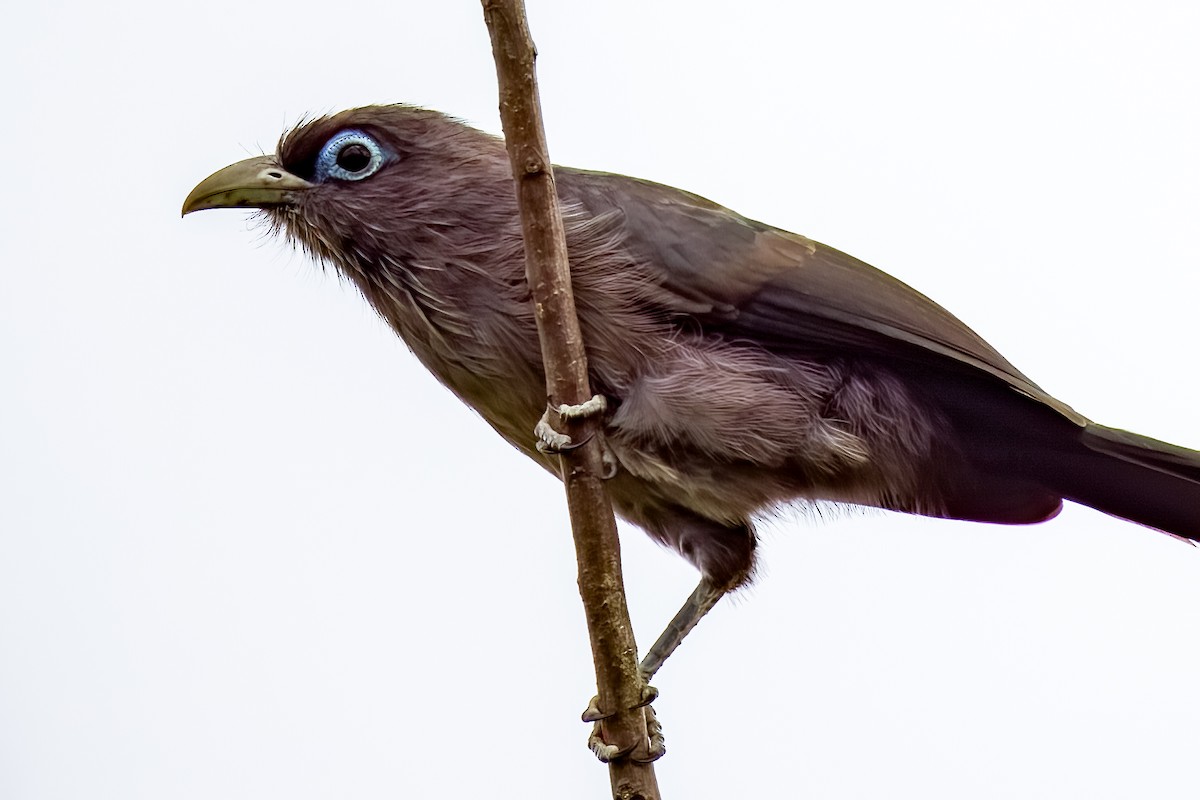 Blue-faced Malkoha - ML640700689