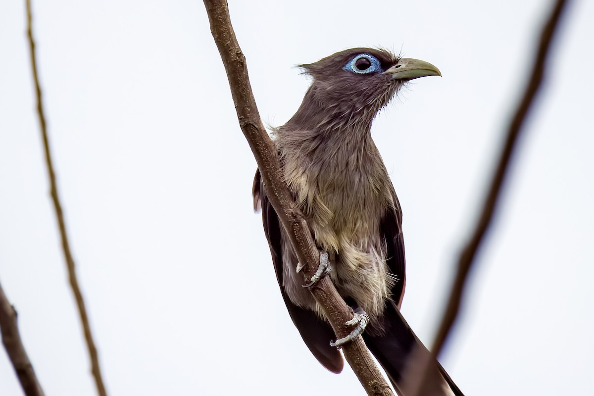 Blue-faced Malkoha - ML640700690
