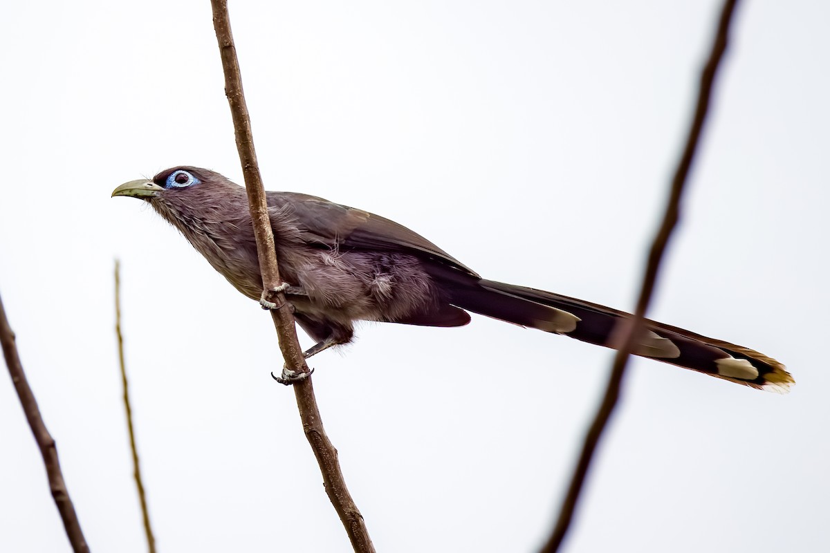 Blue-faced Malkoha - ML640700691