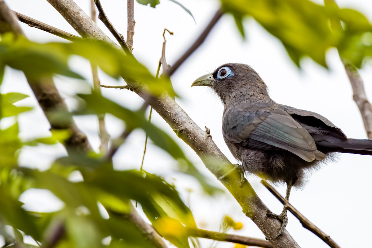 Blue-faced Malkoha - ML640700692