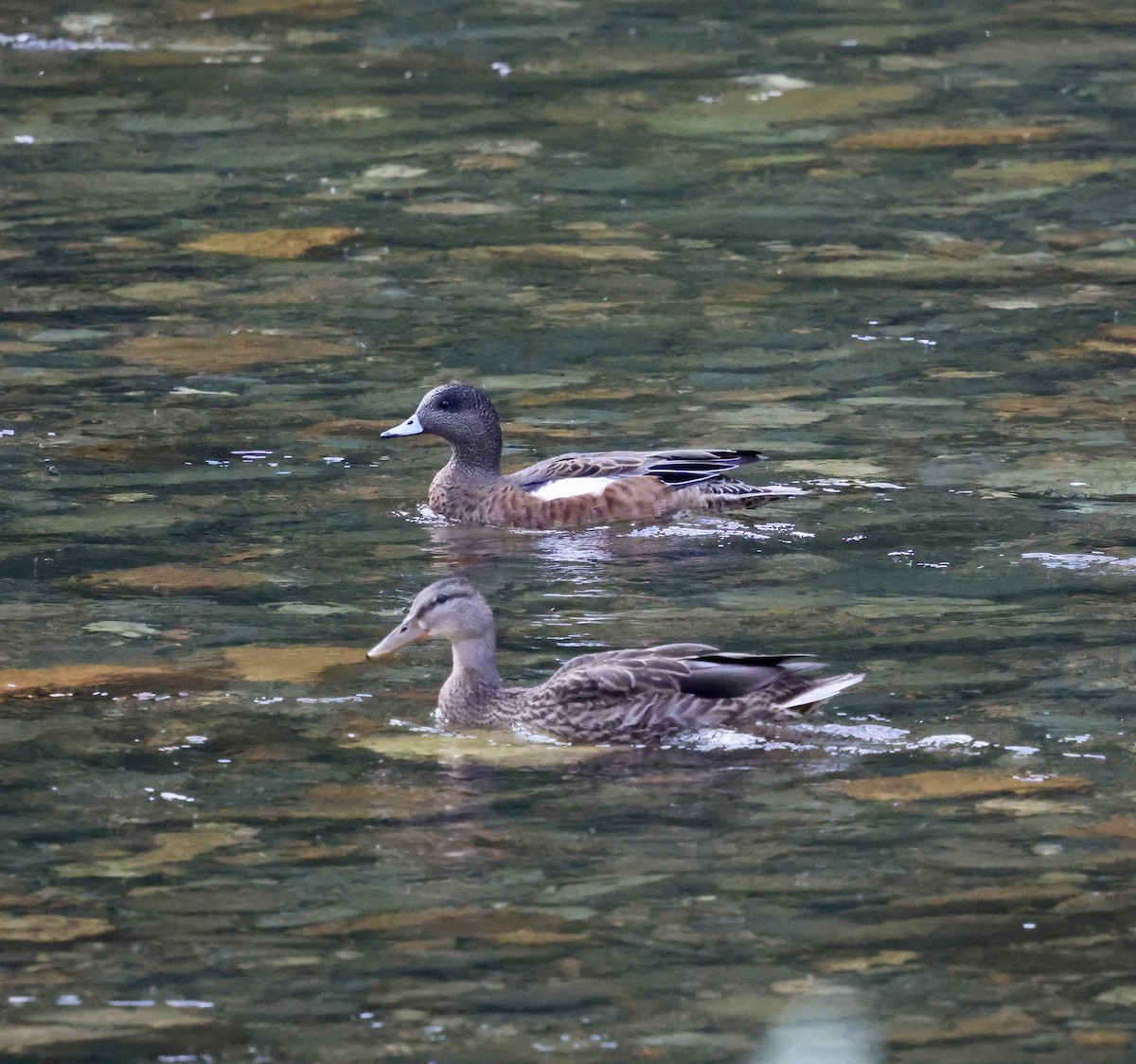 Mallard - ML640700761