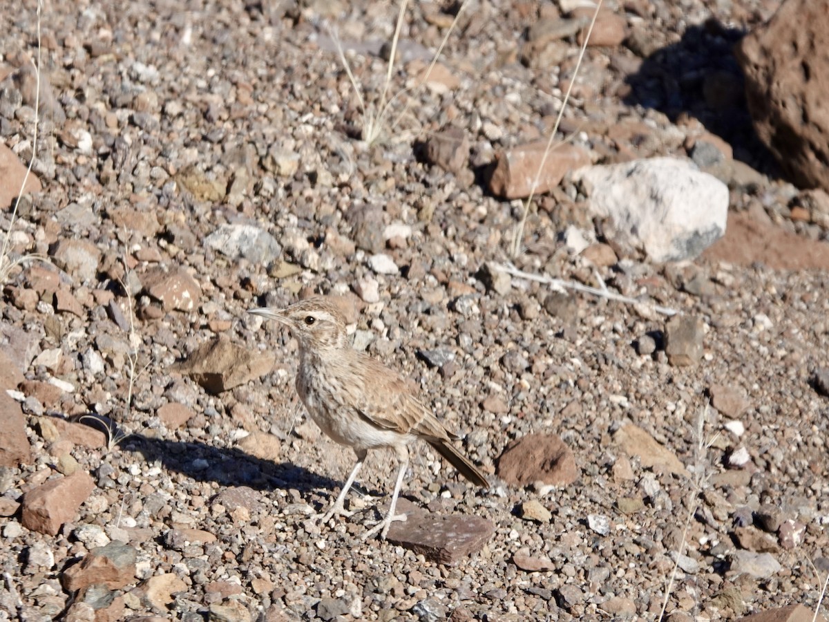 Karoo Long-billed Lark (Benguela) - ML640700783