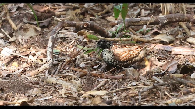 Black-breasted Buttonquail - ML640700805