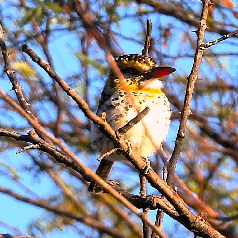 Spot-backed Puffbird - ML640700821