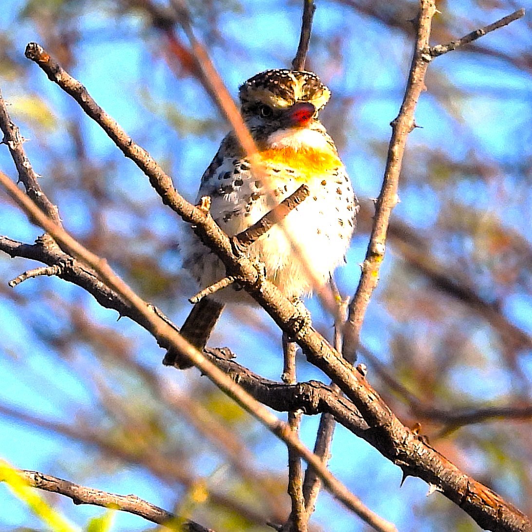 Spot-backed Puffbird - ML640700822