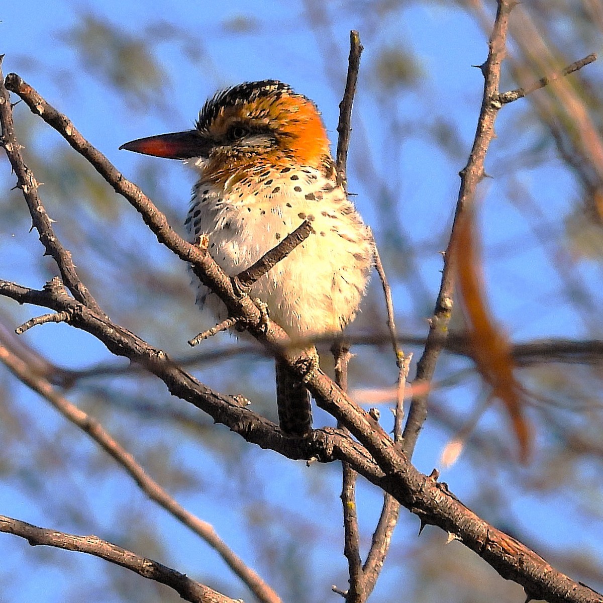 Spot-backed Puffbird - ML640700823