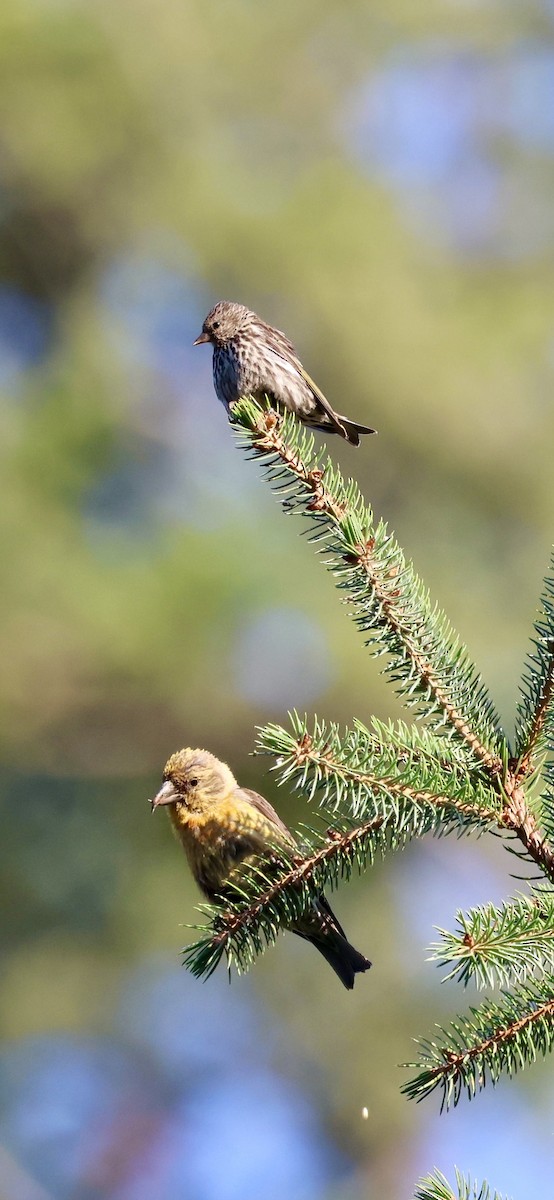 Red Crossbill - ML640700828
