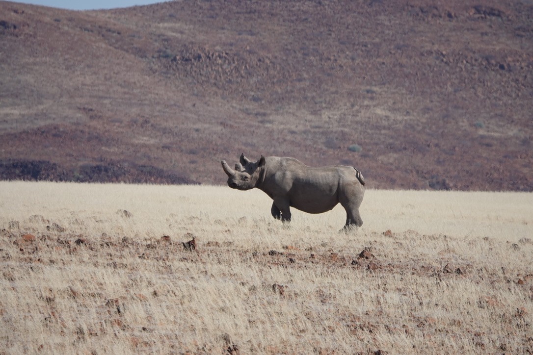 Southern Black Rhinoceros - ML640700833