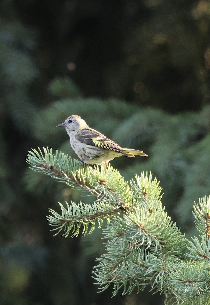 Pine Siskin - ML640700862