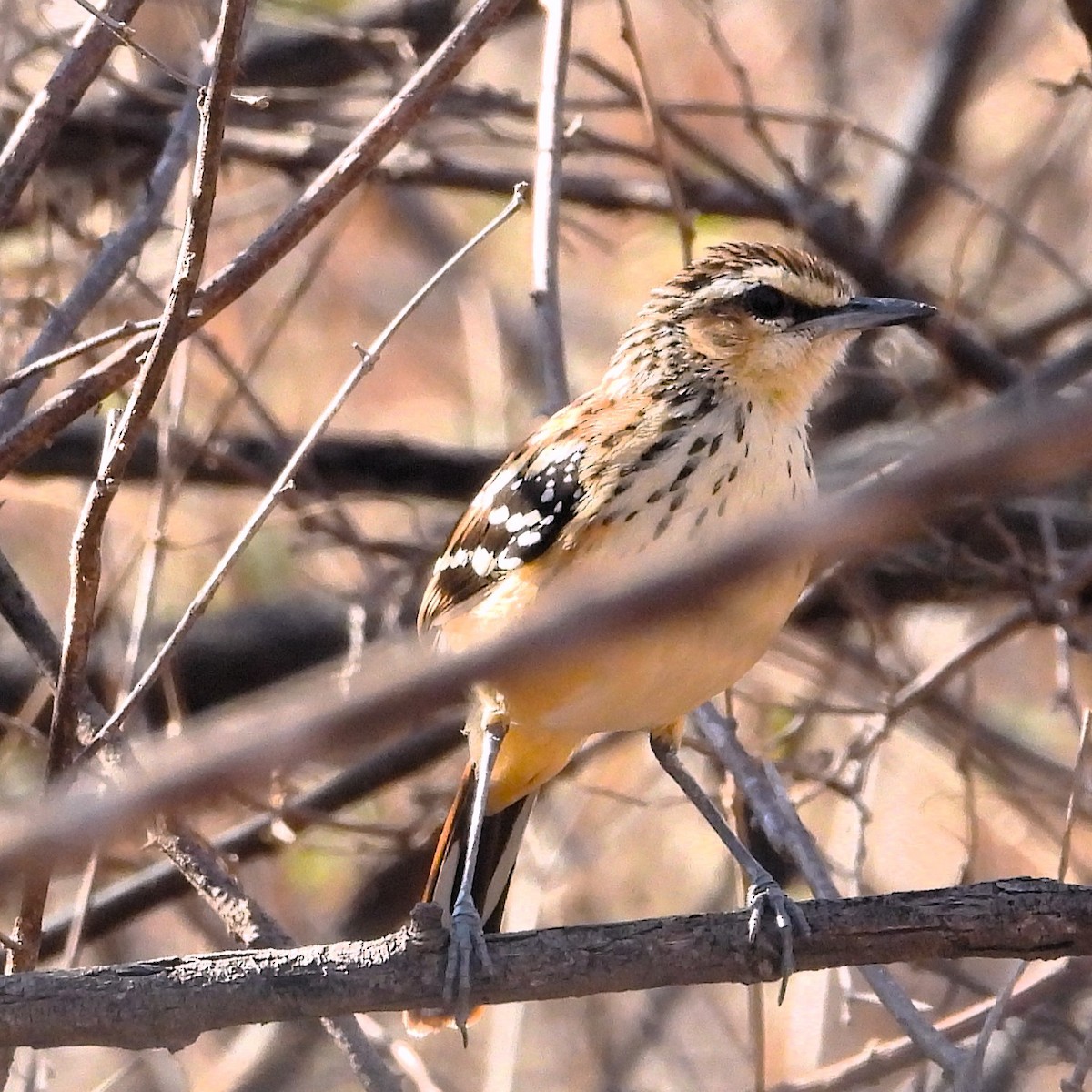 Stripe-backed Antbird - ML640700905