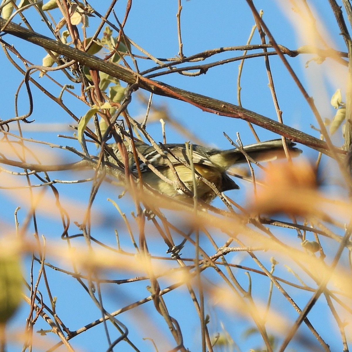 Black-capped Antwren - ML640700914