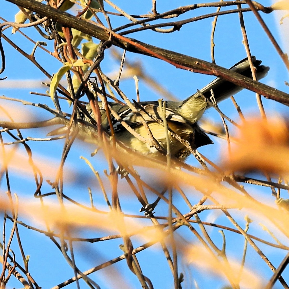 Black-capped Antwren - ML640700915