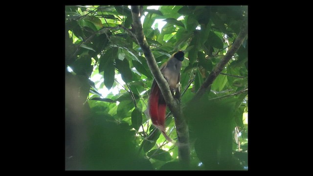 Goldie's Bird-of-Paradise - ML640700918