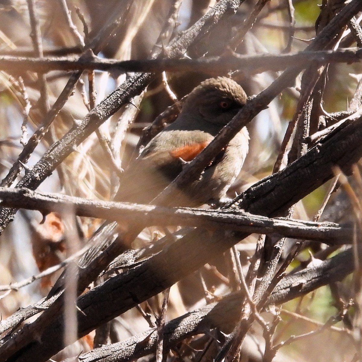 Red-shouldered Spinetail - ML640700954