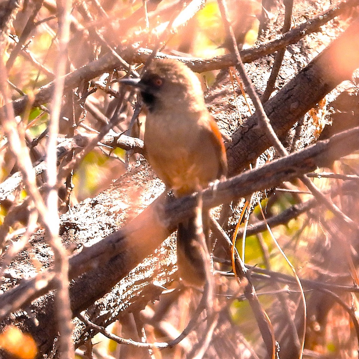 Red-shouldered Spinetail - ML640700955