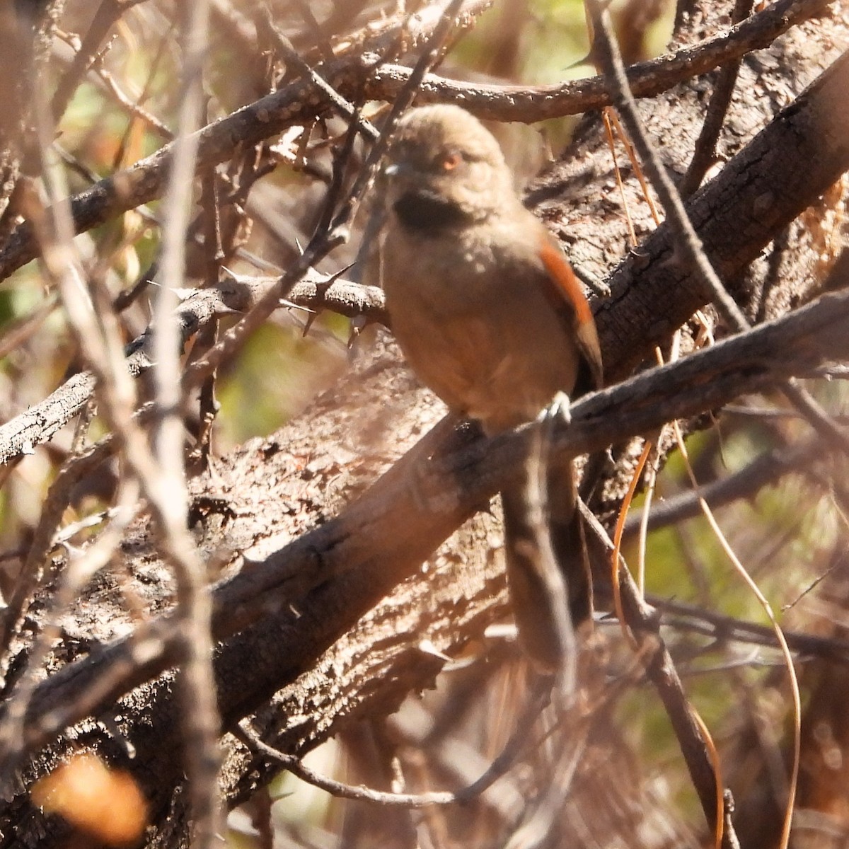 Red-shouldered Spinetail - ML640700956