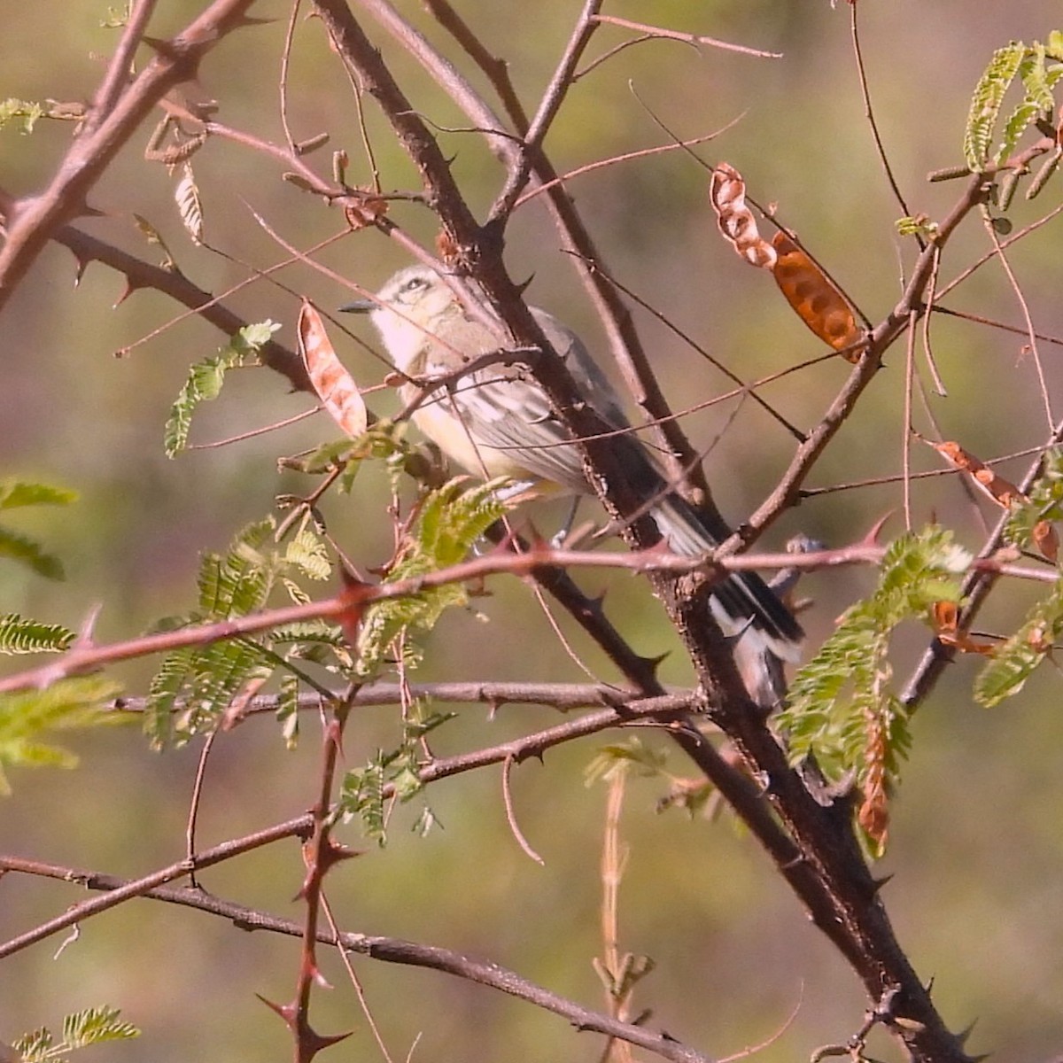 Bahia Wagtail-Tyrant - ML640700970