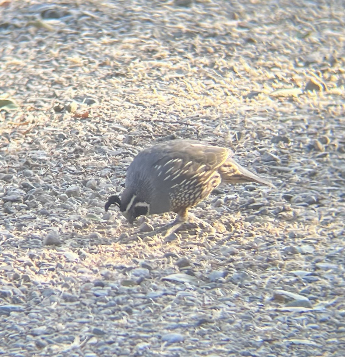 California Quail - ML640701004