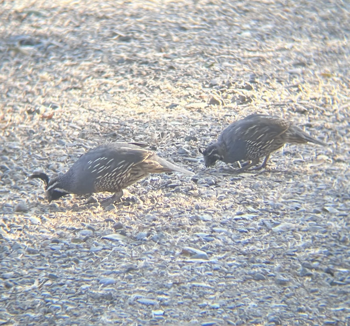 California Quail - ML640701005