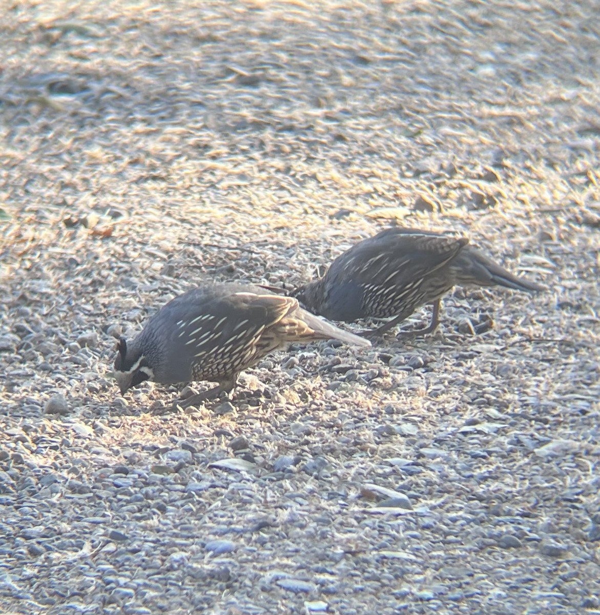 California Quail - ML640701006