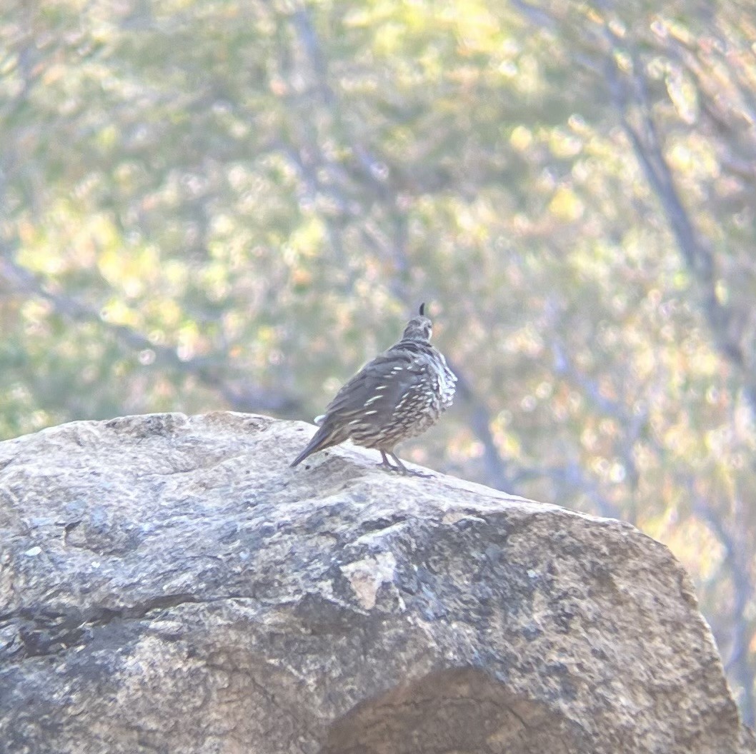 California Quail - ML640701007