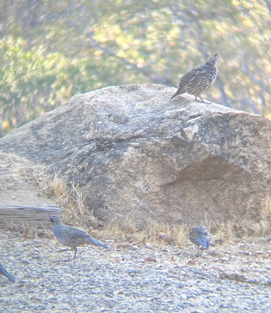 California Quail - ML640701008