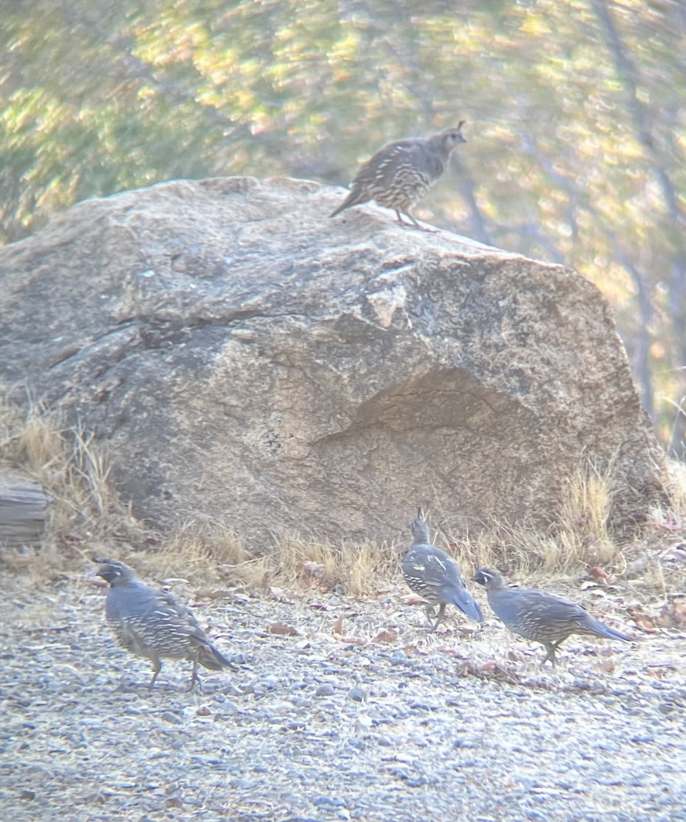 California Quail - ML640701009