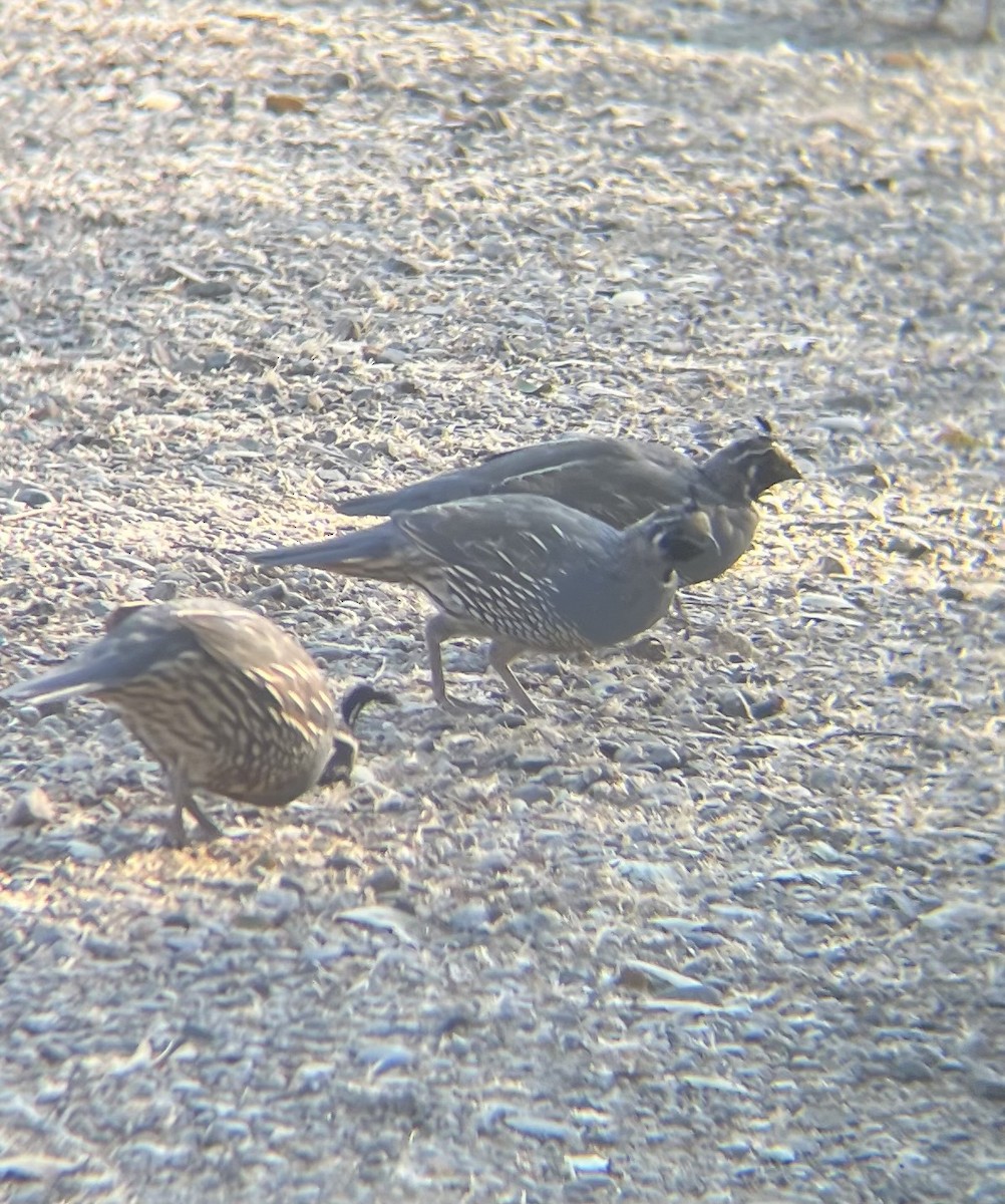 California Quail - ML640701010