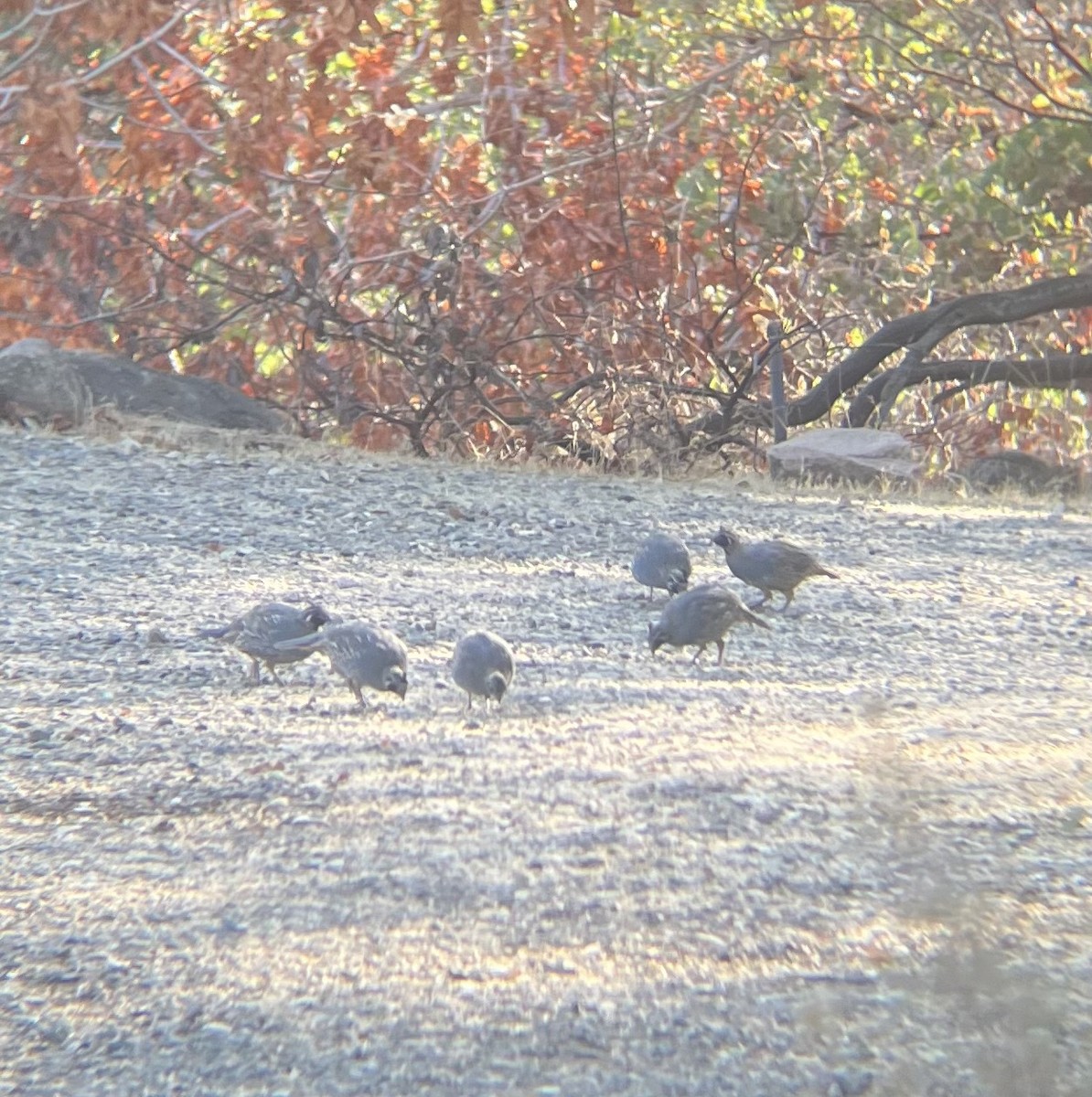 California Quail - ML640701012