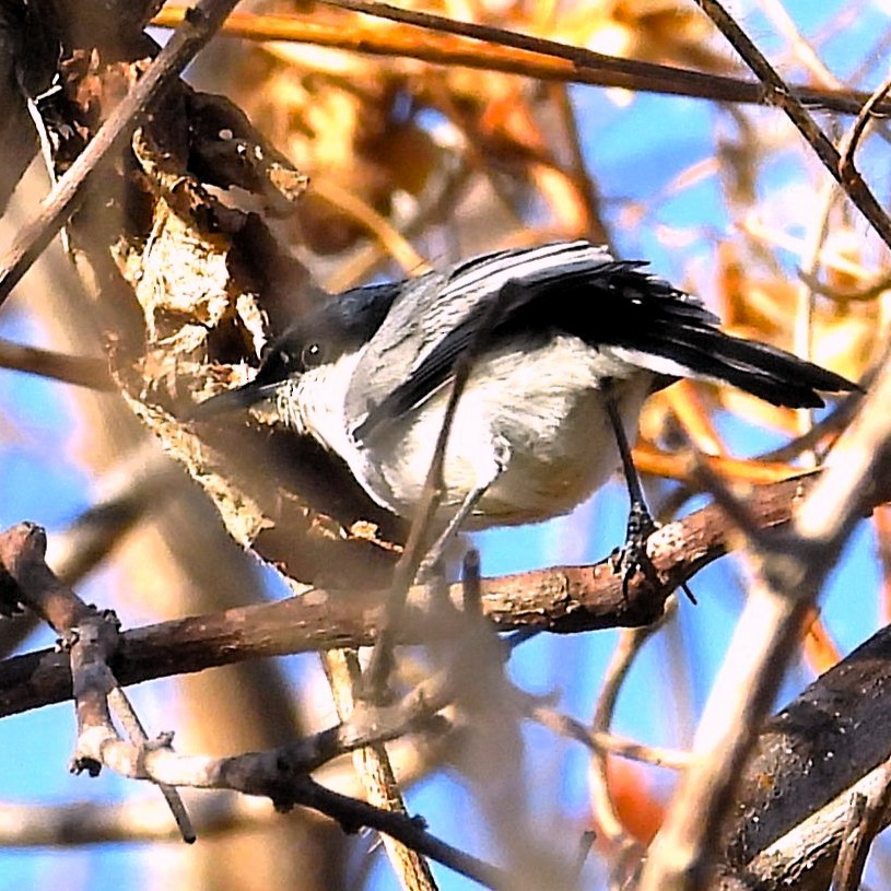 Tropical Gnatcatcher - ML640701031