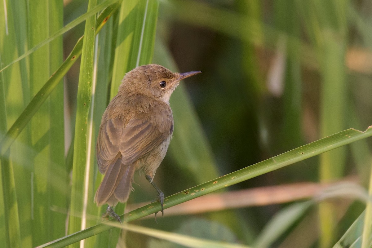 Highland Rush Warbler - ML640701091
