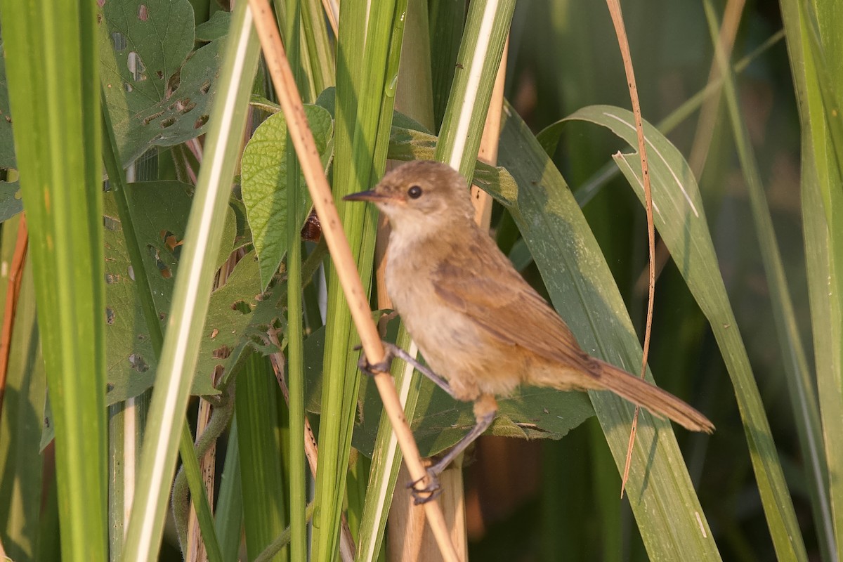 Highland Rush Warbler - ML640701095