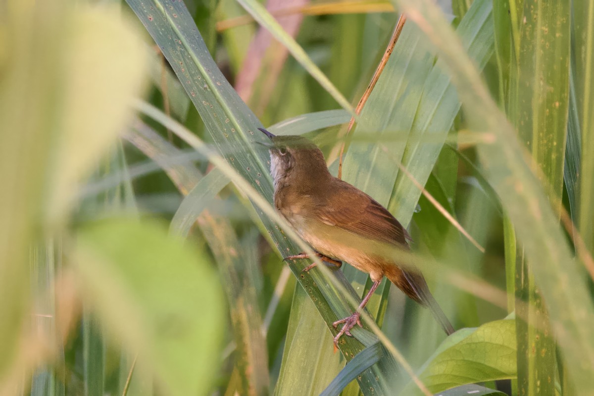 Greater Swamp Warbler - ML640701103