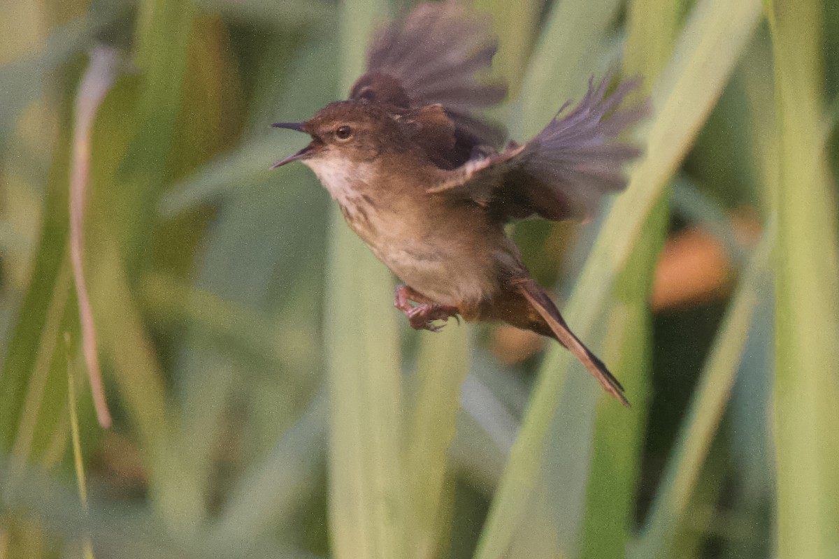 Greater Swamp Warbler - ML640701105