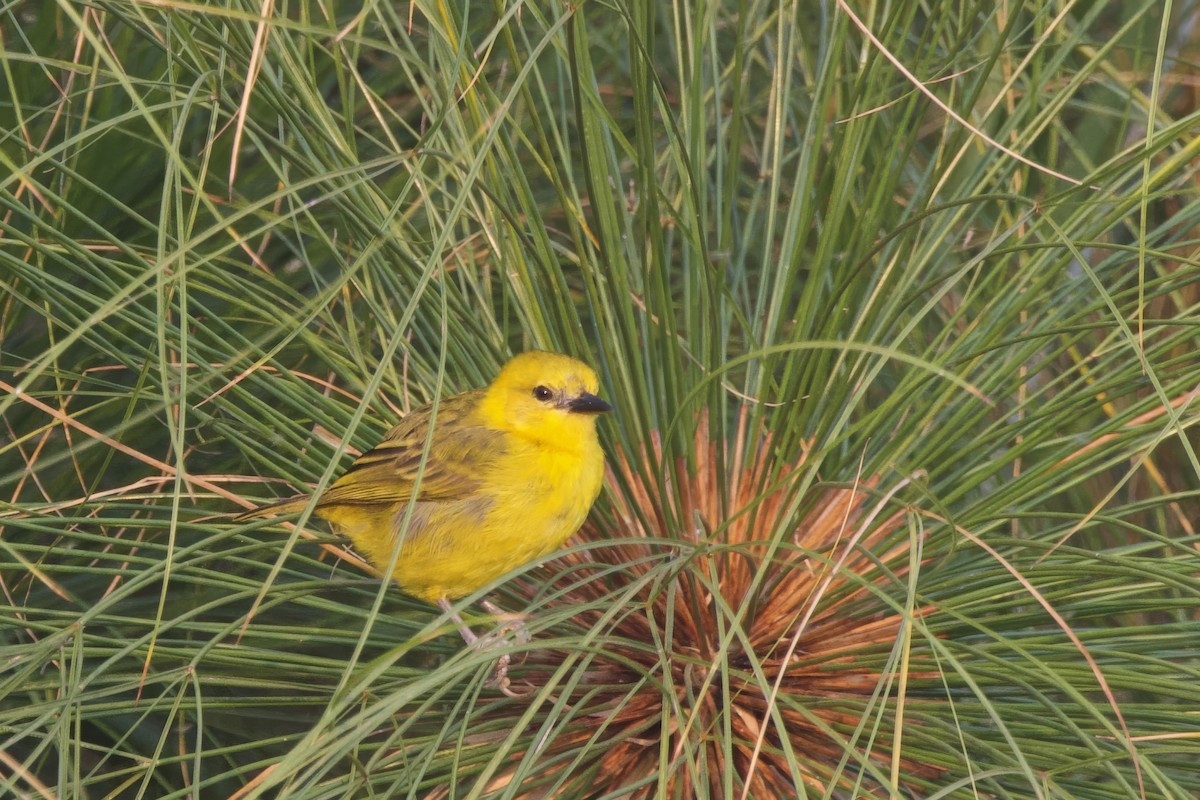 Slender-billed Weaver - ML640701126