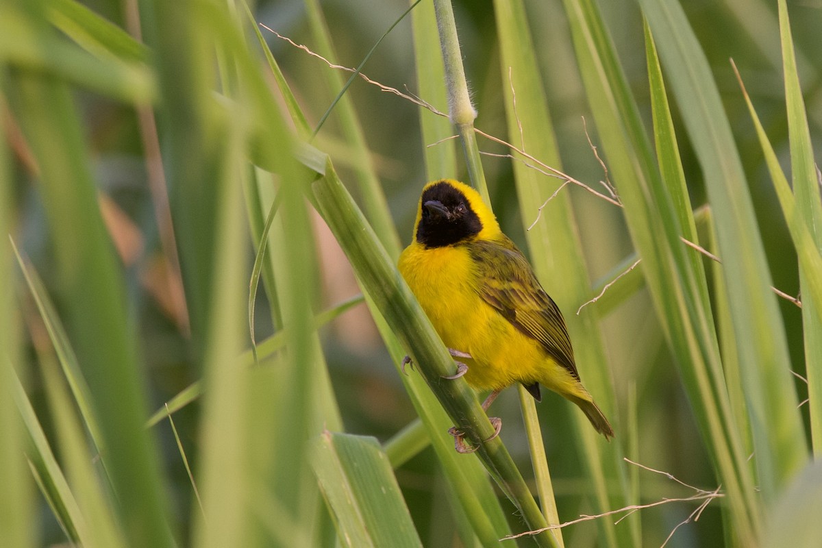 Slender-billed Weaver - ML640701142