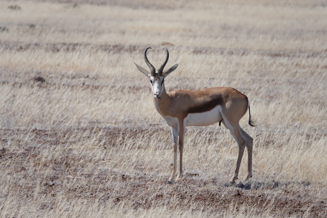 Springbok - ML640701206
