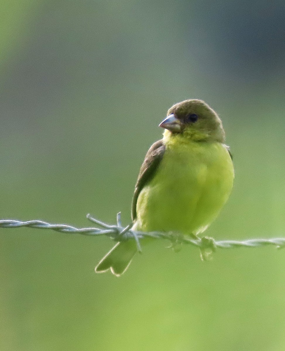 Lesser Goldfinch - ML640701240