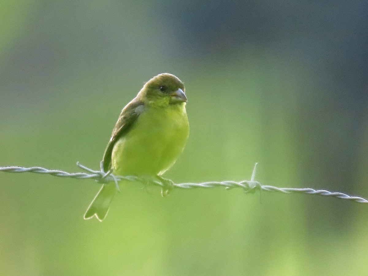 Lesser Goldfinch - ML640701241