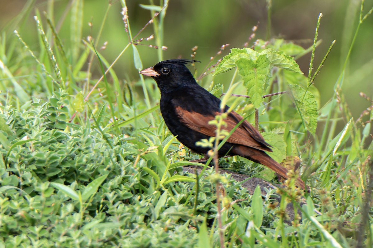 Crested Bunting - ML640701242