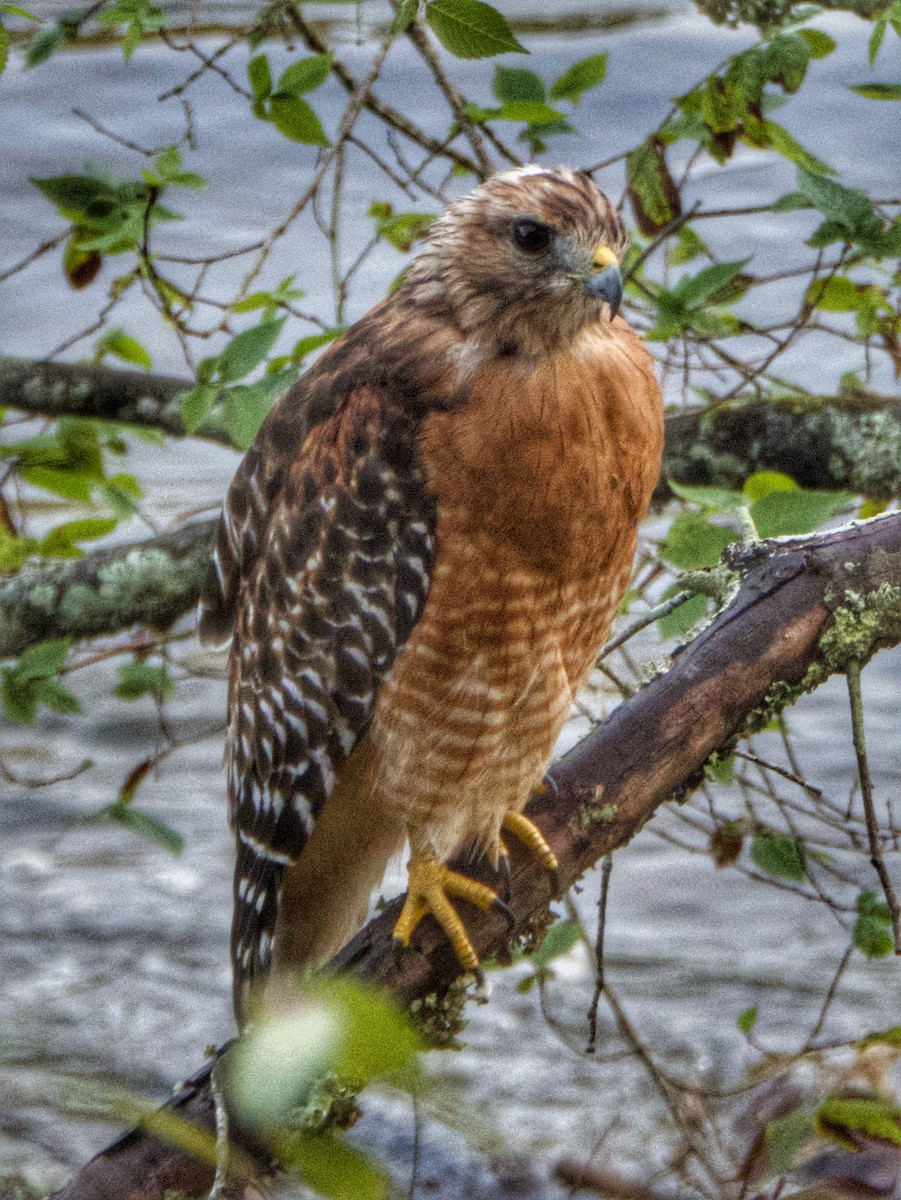 Red-shouldered Hawk - ML640701321