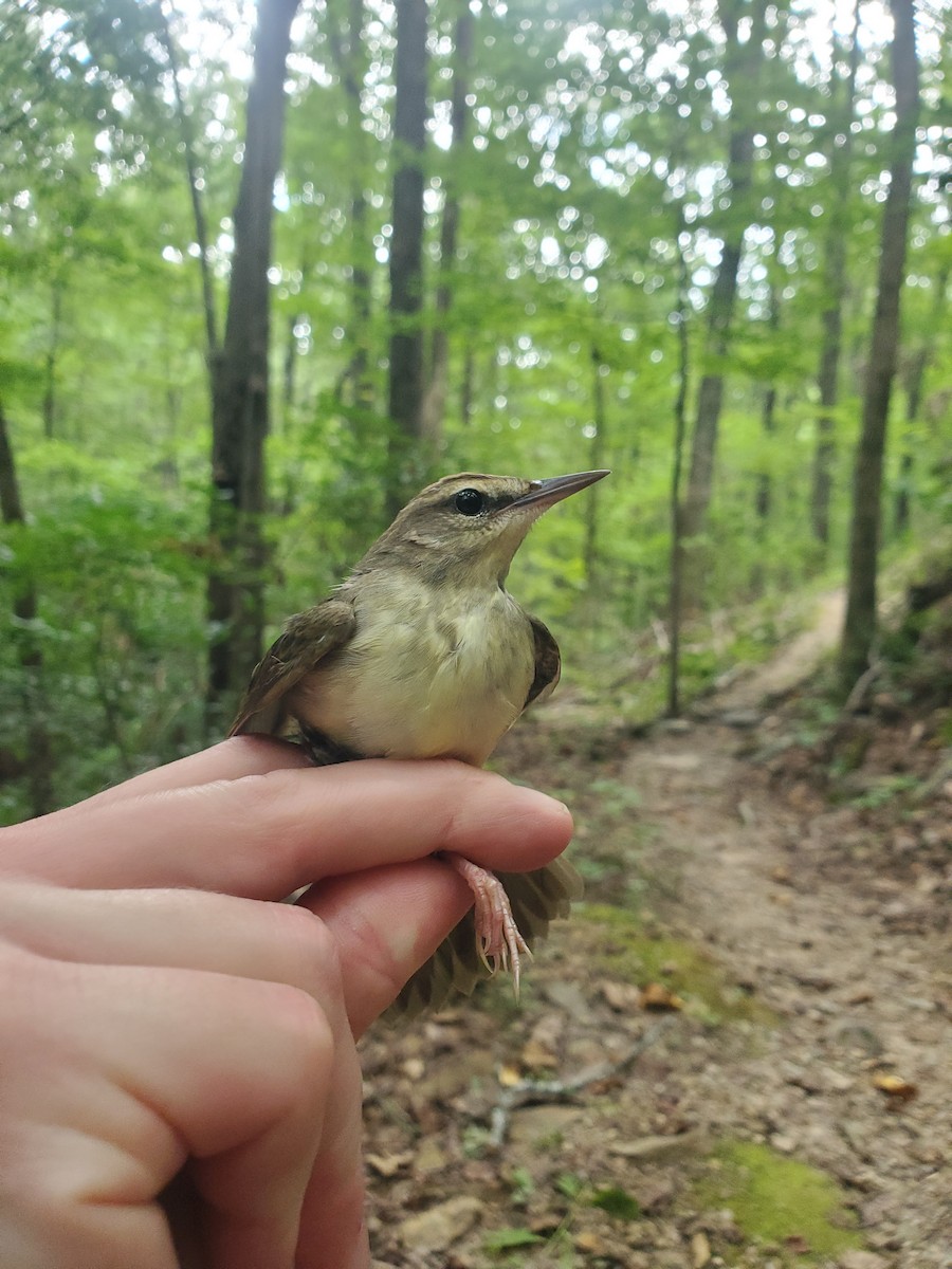 Paruline de Swainson - ML640701364